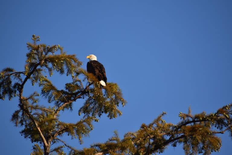 Eagle Festival