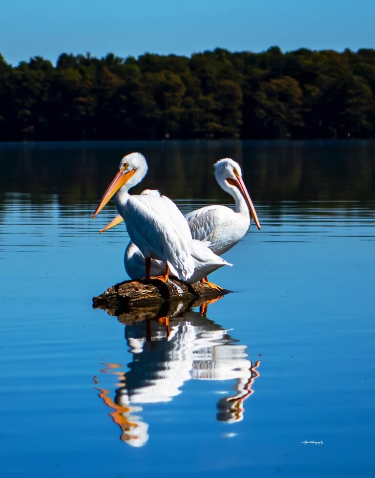 Pelican Festival