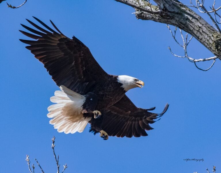 Reelfoot National Wildlife Refuge